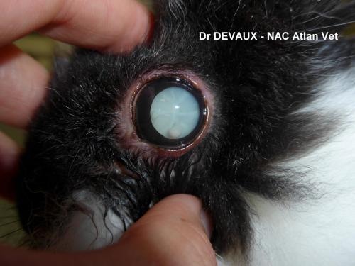 Cataracte lapin dr nacophile
