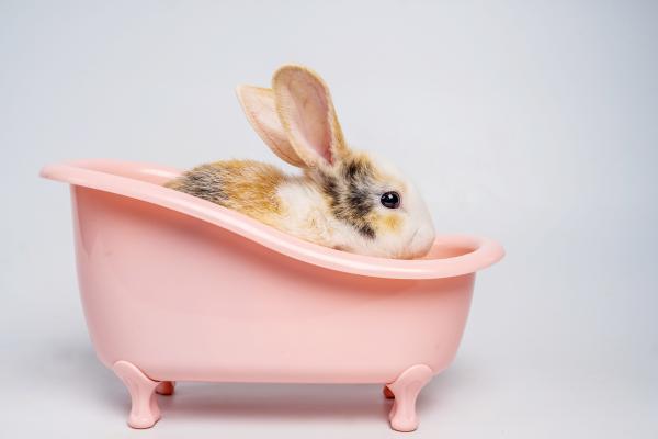 Comment laver un lapin pendant le bain 134 2 600