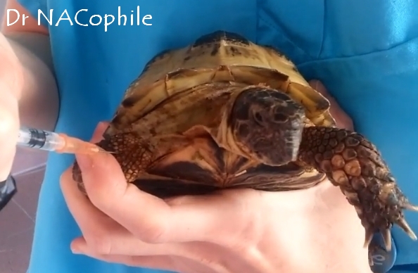 Injection tortue tuto dr nacophile