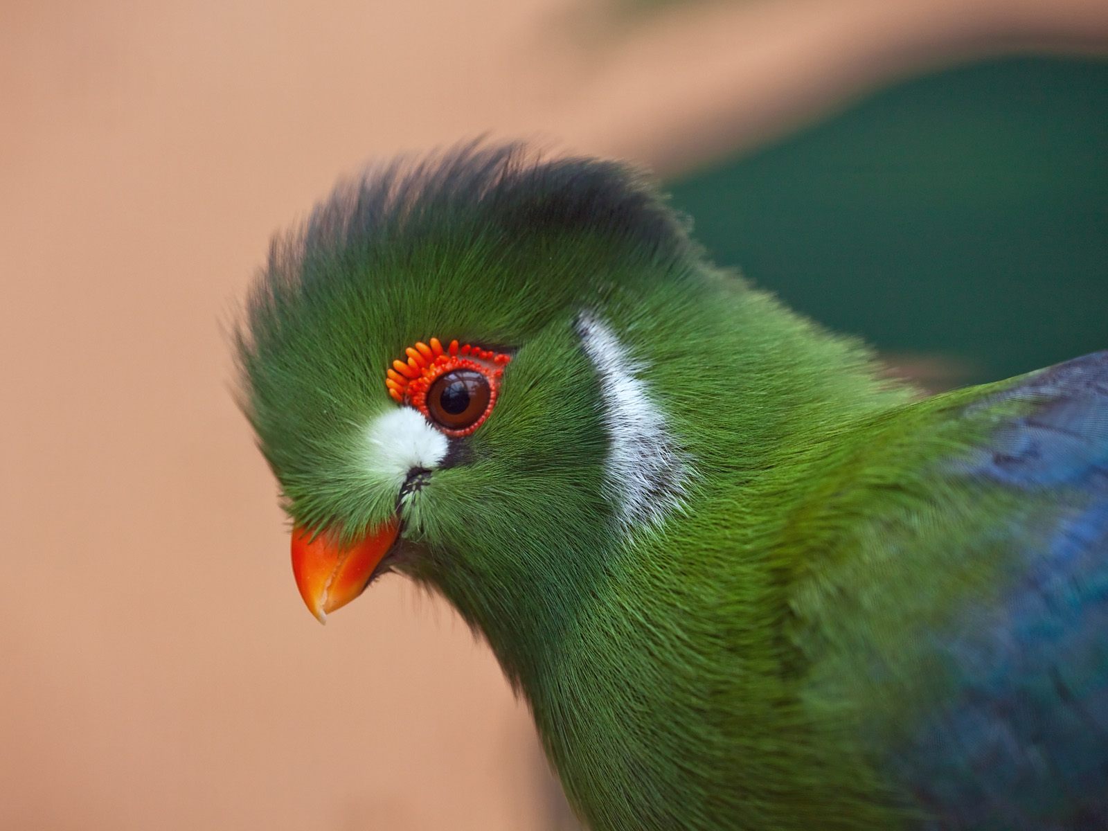 Oiseaux verts et couleurs en trompe-l'oeil