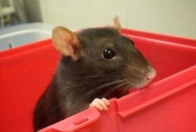 Ratte mignonne leptospirose rat compagnie dépistage vétérinaire NAC Paris Coquelle Dr NACophile