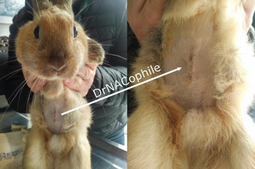 Sterilisation chirurgie lapine lapin ovh ovariohysterectomie monitoring anesthesie montage drnacophile dr coquelle veterinaire nac paris lapin