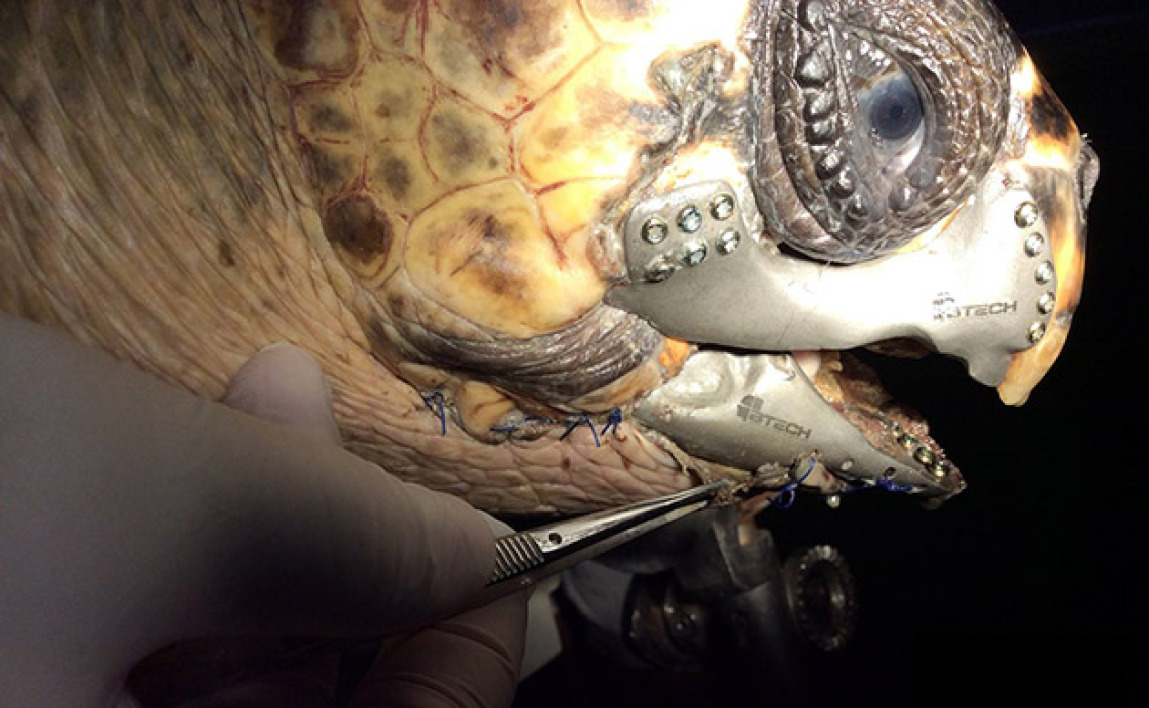 Une tortue de mer sauvée par l'impression 3D !