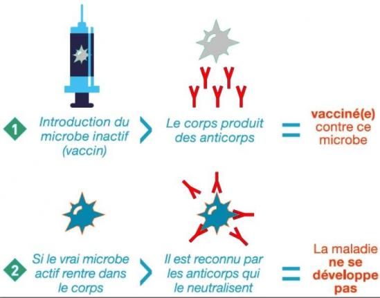 Vaccination principe veterinaire drnacophile coquelle lapin vaccin myxomatose vhd explication schema