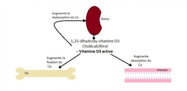 Vitamine d cycle calcique